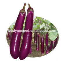 Semillas de berenjena largas híbridas púrpura ME18 Fengshou para plantar